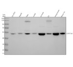 CYP17A1 Antibody in Human, Rat and Mouse WB. Western blot testing of human, rat and mouse samples with CYP17A1 Antibody / Steroid 17-Alpha-Hydroxylase Antibody. Lane 1: human SH-SY5Y; Lane 2: human HepG2; Lane 3: human HeLa; Lane 4: human Jurkat; Lane 5: rat brain; Lane 6: rat C6; Lane 7: mouse brain; Lane 8: mouse Neuro-2a. Samples were separated by SDS-PAGE under reducing conditions and the antibody was used at 1:500 overnight at 4oC. A prominent CYP17A1 band was observed at approximately 52 kDa across the tested samples, demonstrating detection of steroid 17-alpha-hydroxylase in human, rat and mouse samples.