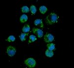 DLST Antibody by IF in human T47D cells. Immunofluorescence staining of human T47D cells using DLST Antibody at 5 ug/ml. Green fluorescence indicates DLST immunoreactivity, while nuclei are counterstained blue with DAPI. Enzymatic antigen retrieval was performed for 15 minutes, followed by overnight primary antibody incubation at 4oC. Fluoro488-conjugated goat anti-rabbit IgG was used at 1:500. This Dihydrolipoamide Succinyltransferase Antibody detects a mitochondrial enzyme involved in the TCA cycle.