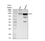 IFI16 Antibody by WB. Western blot analysis of gamma-interferon-inducible protein 16 in human Raji whole-cell lysate (lane 1) and human Ramos whole-cell lysate (lane 2). Samples containing 30 ug of total protein per lane were separated by 10% SDS-PAGE under reducing conditions. The rabbit polyclonal antibody was used at 0.5 ug/ml and detected a principal band at approximately 85-95 kDa, consistent with the predicted molecular weight of 88 kDa. The Ramos sample exhibits a substantially stronger IFI16 signal than Raji, with additional bands near 60 and 42 kDa. These lower-molecular-weight bands may represent protein fragments or nonspecific antibody reactivity.