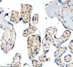 PPIG Antibody by IHC in Human Placental Chorionic Villi. Immunohistochemistry staining of FFPE human placenta tissue using rabbit polyclonal PPIG antibody at 2 ug/ml. Cyclophilin G immunoreactivity is observed in cells lining chorionic villous structures, with predominantly nuclear-associated brown staining and additional diffuse cytoplasmic labeling in some regions. The staining varies among individual villi, while numerous stromal nuclei remain comparatively weakly labeled. Heat-induced antigen retrieval was performed using EDTA buffer (pH 8.0), followed by overnight primary antibody incubation at 4oC and DAB-based detection.