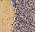 LRP11 Antibody by IHC in Human Cerebellum Tissue. Immunohistochemistry staining of FFPE human cerebellum tissue using rabbit polyclonal LRP11 antibody at 2 ug/ml. Antigen retrieval was performed using EDTA buffer at pH 8.0, followed by blocking with 10% goat serum and overnight primary antibody incubation at 4oC. Detection was performed using peroxidase-conjugated goat anti-rabbit IgG and DAB. Brown LDL Receptor Related Protein 11 immunoreactivity is prominent within the cerebellar molecular layer and in large Purkinje neurons at the boundary with the granular layer. The densely packed cells of the granular layer exhibit comparatively weaker staining, highlighting regional differences in LRP11 immunoreactivity.