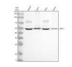 LRP11 Antibody by WB in Human HepG2, A431, HeLa and HaCaT Cells. Western blot analysis of human whole-cell lysates using rabbit polyclonal LRP11 antibody at 0.5 ug/ml. Lane 1: HepG2 cells; lane 2: A431 cells; lane 3: HeLa cells; lane 4: HaCaT cells. Samples containing 30 ug of protein per lane were separated by 10% SDS-PAGE under reducing conditions and transferred to a nitrocellulose membrane. Following overnight primary antibody incubation at 4oC, detection was performed using HRP-conjugated goat anti-rabbit IgG and chemiluminescence. A prominent band is detected at approximately 50 kDa in all four lysates, consistent with the calculated molecular weight of 53.3 kDa for LDL Receptor Related Protein 11. Additional weaker bands are visible above the principal band in some lanes.