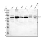 UAP1L1 Antibody by WB in Human Cell Lines and Rodent Kidney Tissue. Western blot analysis of human THP-14, OE19, Caco-2, and MCF-7 whole-cell lysates, rat kidney tissue lysate, and mouse kidney tissue lysate using rabbit polyclonal UAP1L1 antibody at 0.5 ug/ml. Lanes 1-6 correspond to THP-14, OE19, Caco-2, MCF-7, rat kidney, and mouse kidney, respectively. Samples containing 30 ug of protein per lane were separated by 10% SDS-PAGE under reducing conditions and transferred to a nitrocellulose membrane. Following overnight primary antibody incubation at 4oC, detection was performed using HRP-conjugated goat anti-rabbit IgG at 1:5000 and chemiluminescence. A prominent band is detected at approximately 57 kDa in all six samples, consistent with the predicted molecular weight of UDP-GlcNAc Pyrophosphorylase-related protein UAP1L1. Weaker additional bands are visible near 70 kDa in several lanes.