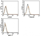 Rabbit IgG Isotype Control Polyclonal Antibody Jurkat Ramos MCF-7 FACS. Flow cytometry analysis of human Jurkat, Ramos, and MCF-7 cells using Rabbit IgG Isotype Control Polyclonal Antibody demonstrates minimal nonspecific staining and low background signal across all tested cell lines. Overlay histograms compare fluorescence profiles of cells alone (black), cells incubated with secondary antibody only (gray), and cells stained with Rabbit IgG Isotype Control Polyclonal Antibody followed by secondary antibody detection (orange). The closely overlapping distributions indicate negligible nonspecific binding attributable to the rabbit isotype control antibody. This reagent serves as a negative control for assessment of background staining, secondary antibody-associated signal, and nonspecific antibody interactions in flow cytometry experiments.