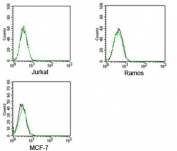 Rabbit IgG Isotype Control Polyclonal Antibody FITC Conjugate Jurkat Ramos MCF-7 FACS. Flow cytometry analysis of human Jurkat, Ramos, and MCF-7 cells using Rabbit IgG Isotype Control Polyclonal Antibody FITC Conjugate demonstrates minimal background staining and negligible non-specific binding across all tested cell lines. Overlay histograms show fluorescence profiles of cells alone (black) and FITC-conjugated rabbit IgG isotype control antibody (green), with closely overlapping distributions indicative of low background signal. This reagent serves as a negative control for fluorescence-based experiments employing FITC-labeled rabbit polyclonal antibodies and supports assessment of non-specific antibody binding and background fluorescence.