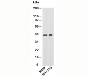 beta Actin antibody western blot of mouse samples