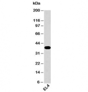 Western blot testing of mouse samples with GAPDH antibody at 0.5ug/ml.