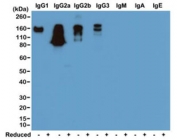 Mouse IgG Antibody Biotin Western Blot Subclass Reactivity Analysis. Western blot analysis of nonreduced (-) and reduced (+) mouse immunoglobulins demonstrates that the parent clone RM104 antibody selectively recognizes mouse IgG subclasses, with strong signal observed for nonreduced IgG1, IgG2a, IgG2b, and IgG3, consistent with Fc-region-dependent binding. Signal is reduced under reducing conditions due to disruption of Fc conformation. No cross-reactivity is detected with IgM, IgA, or IgE. This binding profile reflects Fc-specific recognition and is representative of the characteristics retained in the biotinylated format of the Mouse IgG Antibody / Biotinylated Fc-Specific Anti-Mouse IgG Detection Antibody.