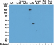Human IgG4 Antibody WB. Western blot analysis of human, mouse, rat, and goat IgG demonstrates that clone RM120 selectively detects Human IgG4 / IGHG4, with a strong band observed at approximately 150 kDa under non-reducing conditions and a band near 50 kDa corresponding to the heavy chain under reducing conditions. No cross-reactivity is observed with other human IgG subclasses or with mouse, rat, or goat IgG. This binding pattern supports hinge region-directed recognition of IgG4 and confirms subclass-specific detection in both intact and reduced forms.