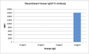 Human IgG4 Fc Antibody Biotin ELISA Subclass Specificity Analysis. ELISA analysis of human IgG subclasses demonstrates that the parent clone RM217 antibody selectively recognizes IgG4 / IGHG4, with strong signal observed for IgG4 and no detectable binding to IgG1, IgG2, or IgG3. This binding profile reflects Fc-region-specific recognition and strict subclass selectivity and is representative of the performance retained in the biotinylated format of the Human IgG4 Fc Antibody for ELISA / Biotinylated Anti-IgG4 Fc Detection Antibody.