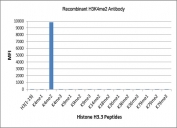 H3K4me2 Antibody / HIST1H3A Promoter Activation Readiness Antibody (clone RM135) specificity analysis. Peptide binding assay demonstrating selective recognition of HIST1H3A / Histone H3 Lys4 dimethylation (K4me2). Strong signal is observed exclusively with the K4me2 peptide, while no detectable reactivity is seen with monomethylated (K4me1), trimethylated (K4me3), or other methylated histone H3 peptides, confirming high specificity for the dimethylated Lys4 state associated with promoter activation readiness and transcription initiation.