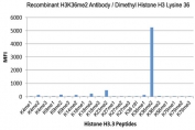 H3K36me2 Antibody / HIST1H3A Gene Body Chromatin Maintenance Antibody (clone RM141) specificity analysis. Peptide binding assay demonstrating selective recognition of HIST1H3A / Histone H3 Lys36 dimethylation (K36me2). Strong signal is observed exclusively with the K36me2 peptide, while no detectable reactivity is seen with non-modified Lys36 (K36 Ctrl), monomethylated (K36me1), trimethylated (K36me3), or other methylated histone H3 peptides, confirming high specificity for the dimethylated Lys36 state associated with gene body chromatin maintenance and transcriptional continuity.