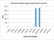 H3K36ac Antibody / HIST1H3A Transcription Elongation Marker Antibody (clone RM154) specificity analysis. Peptide binding assay demonstrating selective recognition of HIST1H3A / Histone H3 Lys36 acetylation (K36ac). Strong signal is observed exclusively with the K36ac peptide, including the S31pK36ac dual-modified peptide, indicating that recognition is not affected by phosphorylation at neighboring Ser31. No detectable reactivity is observed with unmodified Histone H3 or acetylation at Lys4, Lys9, Lys14, Lys18, Lys23, Lys27, Lys56, Lys79, or Lys122, confirming high specificity for the Lys36 acetylation site.