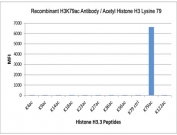 H3K79ac Antibody / HIST1H3A Gene Body Regulation Antibody (clone RM156) specificity analysis. Peptide binding assay demonstrating selective recognition of HIST1H3A / Histone H3 Lys79 acetylation (K79ac). Strong signal is observed exclusively with the K79ac peptide, while no detectable reactivity is seen with unmodified Histone H3 or acetylation at Lys4, Lys9, Lys14, Lys18, Lys23, Lys27, Lys36, Lys56, or Lys122, confirming high specificity for the Lys79 acetylation site within the histone core domain.