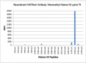 H3K79me1 Antibody / HIST1H3A Transcription-Linked Gene Body Methylation Antibody (clone RM147) specificity analysis. Peptide binding assay demonstrating selective recognition of HIST1H3A / Histone H3 Lys79 monomethylation (K79me1). Strong signal is observed exclusively with the K79me1 peptide, while no detectable reactivity is seen with dimethylated (K79me2), trimethylated (K79me3), or other methylated histone H3 peptides, confirming high specificity for the monomethylated Lys79 state associated with transcription-linked gene body chromatin.