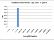 H3K9ac Antibody / HIST1H3A Chromatin Accessibility Marker Antibody (clone RM161) specificity analysis. Peptide binding assay demonstrating selective recognition of HIST1H3A / Histone H3 Lys9 acetylation (K9ac). Strong signal is observed exclusively with the K9ac peptide, while no detectable reactivity is seen with unmodified Histone H3 or acetylation at Lys4, Lys14, Lys18, Lys23, Lys27, Lys36, Lys56, Lys79, or Lys122, confirming high specificity for the Lys9 acetylation site.