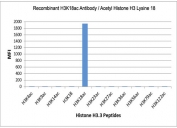 H3K18ac Antibody / HIST1H3A Transcription Activation Co-Activator Antibody (clone RM166) specificity analysis. Peptide binding assay demonstrating selective recognition of HIST1H3A / Histone H3 Lys18 acetylation (K18ac). Strong signal is observed exclusively with the K18ac peptide, while no detectable reactivity is seen with unmodified Histone H3 or acetylation at Lys4, Lys9, Lys14, Lys23, Lys27, Lys36, Lys56, Lys79, or Lys122, confirming high specificity for the Lys18 acetylation site associated with transcriptional activation.