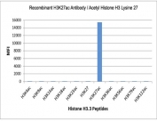 H3K27ac Antibody / HIST1H3A Enhancer Activation Marker Antibody (clone RM172) specificity analysis. Peptide binding assay demonstrating selective recognition of HIST1H3A / Histone H3 Lys27 acetylation (K27ac). Strong signal is observed exclusively with the K27ac peptide, while no detectable reactivity is seen with unmodified Histone H3 or acetylation at Lys4, Lys9, Lys14, Lys18, Lys23, Lys36, Lys56, Lys79, or Lys122, confirming high specificity for the Lys27 acetylation site associated with active enhancer chromatin.