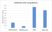 H3K9me2 Antibody / HIST1H3A Stable Repressive Chromatin Antibody (clone RM151) for ChIP. Chromatin immunoprecipitation analysis of HIST1H3A / Histone H3 Lys9 dimethylation (K9me2) in human HeLa cells using H3K9me2 Antibody / HIST1H3A Stable Repressive Chromatin Antibody (5 ug). Quantitative PCR shows enrichment at AFM and alpha-satellite regions relative to the GAPDH promoter, with lower signal at RPL30 Exon3, consistent with H3K9me2 marking facultative heterochromatin and stable transcriptionally repressed chromatin domains.