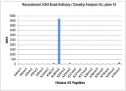 H3K18me2 Antibody / HIST1H3A Transcriptional Balance Chromatin Antibody (clone RM168) specificity analysis. Peptide binding assay demonstrating selective recognition of HIST1H3A / Histone H3 Lys18 dimethylation (K18me2). Strong signal is observed exclusively with the K18me2 peptide, while no detectable reactivity is seen with other methylated histone H3 peptides, confirming high specificity for the dimethylated Lys18 state associated with transcriptional balance and regulated chromatin activity.