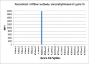 H3K18me1 Antibody / HIST1H3A Regulatory Modulation Chromatin Antibody (clone RM167) specificity analysis. Peptide binding assay demonstrating selective recognition of HIST1H3A / Histone H3 Lys18 monomethylation (K18me1). Strong signal is observed exclusively with the K18me1 peptide, while no detectable reactivity is seen with unmodified Lys18 (K18Ctrl), dimethylated (K18me2), or other methylated histone H3 peptides, confirming high specificity for the monomethylated Lys18 state associated with chromatin regulatory modulation.