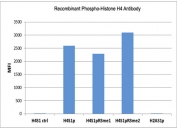 Phospho-Histone H4 Antibody (pSer1) specificity. Peptide binding analysis demonstrating selective recognition of histone H4 serine 1 phosphorylation. Strong signal is observed for H4S1p peptides, including variants containing neighboring arginine 3 methylation (H4S1pR3me1 and H4S1pR3me2), indicating that detection of serine 1 phosphorylation is not affected by adjacent modifications. No detectable reactivity is observed toward control peptide (H4S1 ctrl) or histone H2A serine 1 phosphorylation (H2AS1p). These results confirm high specificity of the antibody for DNA damage-associated phosphorylated histone H4.