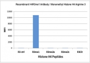 H4R3me1 Antibody specificity. Peptide binding analysis demonstrating selective recognition of histone H4 arginine 3 monomethylation. Strong signal is observed exclusively for the H4R3me1 peptide, with no detectable reactivity toward unmodified R3 (R3 ctrl), asymmetric dimethylation (R3me2a), symmetric dimethylation (R3me2s), or citrullinated R3 (R3Cit). These data confirm high specificity of the H4R3me1 antibody for PRMT5 pathway-associated monomethylated histone H4.