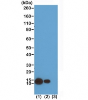 H4K8ac Antibody for WB. Western blot analysis of histone H4 lysine 8 acetylation in chromatin samples. Lane 1: acid extract of human HeLa cells treated with sodium butyrate, Lane 2: acid extract of untreated human HeLa cells, Lane 3: recombinant histone H4 protein. A band is detected at approximately 11 kDa, consistent with the predicted molecular weight of Histone H4 (HIST1H4). Increased signal intensity in sodium butyrate-treated cells reflects enhanced H4K8 acetylation associated with chromatin remodeling and increased histone acetylation levels.