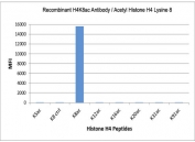H4K8ac Antibody specificity. Peptide binding analysis demonstrating selective recognition of histone H4 lysine 8 acetylation. Strong signal is observed exclusively for the H4K8ac peptide, with no detectable reactivity toward unmodified lysine 8 (K8 control) or other acetylated histone H4 peptides. These results confirm high specificity of the H4K8ac antibody for chromatin remodeling-associated acetylated histone H4.