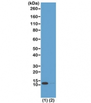 H4K16ac Antibody for WB. Western blot analysis of histone H4 lysine 16 acetylation in chromatin samples. Lane 1: acid extract of human HeLa cells treated with sodium butyrate, Lane 2: acid extract of untreated human HeLa cells. A band is detected at approximately 11 kDa, consistent with the predicted molecular weight of Histone H4 (HIST1H4). Increased signal intensity in sodium butyrate-treated cells reflects enhanced H4K16 acetylation associated with chromatin relaxation and higher-order chromatin structure regulation.