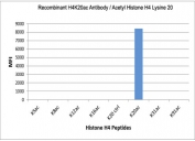 H4K20ac Antibody specificity. Peptide binding analysis demonstrating selective recognition of histone H4 lysine 20 acetylation. Strong signal is observed exclusively for the H4K20ac peptide, with no detectable reactivity toward unmodified lysine 20 (K20 control) or other acetylated histone H4 peptides. These results confirm high specificity of the H4K20ac antibody for chromatin structure-associated acetylated histone H4.