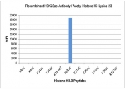 H3K23ac Antibody / HIST1H3A Chromatin Remodeling Regulatory Antibody (clone RM169) specificity analysis. Peptide binding assay demonstrating selective recognition of HIST1H3A / Histone H3 Lys23 acetylation (K23ac). Strong signal is observed exclusively with the K23ac peptide, while no detectable reactivity is seen with unmodified Lys23 (K23 ctrl) or acetylation at other lysine residues, confirming high specificity for the Lys23 acetylation site associated with chromatin remodeling and regulatory chromatin states.