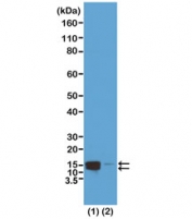 Phospho-Histone H2A/H4 Antibody (pSer1) / HIST1H2A-HIST1H4 Early Chromatin Stress Signaling Antibody (clone RM216) for WB. Western blot analysis of HIST1H2A / Histone H2A and HIST1H4 / Histone H4 serine 1 phosphorylation (H2A/H4 pSer1) in acid extracts of human HeLa cells treated (1) or untreated (2) with nocodazole using Phospho-Histone H2A/H4 Antibody (pSer1) / HIST1H2A-HIST1H4 Early Chromatin Stress Signaling Antibody. Bands are detected at the predicted molecular weight corresponding to phosphorylated Histone H2A and Histone H4, with increased signal in treated cells consistent with stress-induced chromatin signaling and coordinated nucleosome-level phosphorylation.