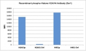 Phospho-Histone H2A/H4 Antibody (pSer1) / HIST1H2A-HIST1H4 Early Chromatin Stress Signaling Antibody (clone RM216) specificity analysis. Protein binding assay demonstrating selective recognition of HIST1H2A / Histone H2A serine 1 phosphorylation (H2AS1p) and HIST1H4 / Histone H4 serine 1 phosphorylation (H4S1p). Strong signal is observed for both phosphorylated H2A and H4 proteins, while minimal to no reactivity is detected with non-phosphorylated controls, confirming high specificity for Ser1 phosphorylation across both histone targets and suitability for detecting coordinated chromatin stress signaling.