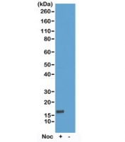 Phospho-Histone H3 Antibody (pThr6) / HIST1H3A Epigenetic Regulation Antibody for WB. Western blot analysis of HIST1H3A / Histone H3 Thr6 phosphorylation in acid extracts of human HeLa cells non-treated (-) and nocodazole-treated (+) using Phospho-Histone H3 Antibody (pThr6) / HIST1H3A Epigenetic Regulation Antibody. A band is detected at the predicted molecular weight of approximately 15 kDa corresponding to Histone H3, with signal reflecting Thr6 phosphorylation associated with chromatin regulatory states and epigenetic modulation rather than exclusively mitotic enrichment.