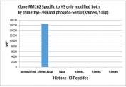 H3K9me3/S10p Antibody / HIST1H3A Dual Modification Epigenetic Switch Antibody specificity analysis. Peptide binding assay demonstrating selective recognition of HIST1H3A / Histone H3 only when both Lys9 trimethylation and Ser10 phosphorylation are present (K9me3/S10p). Strong signal is observed exclusively with the dual-modified peptide, while no detectable reactivity is seen with unmodified Histone H3, K9me3-only, S10p-only, or other Lys9 methylation states, confirming high specificity for the combinatorial methyl-phospho epigenetic mark.