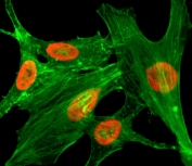 H2A.ZK4ac Antibody / H2AFZ Promoter-Proximal Activation Antibody (clone RM221) for IF. Immunofluorescence analysis of H2AFZ / Histone H2A.Z Lys4 acetylation (H2A.ZK4ac) in human HeLa cells treated with sodium butyrate using H2A.ZK4ac Antibody / H2AFZ Promoter-Proximal Activation Antibody. Nuclear staining is observed (red), consistent with localization of acetylated H2A.Z at promoter regions, while actin filaments are visualized in the cytoplasm (green), highlighting cell morphology and confirming nuclear-specific signal associated with transcription initiation.