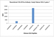 H2A.ZK7ac Antibody / H2AFZ Transcriptional Responsiveness Antibody (clone RM222) specificity analysis. Peptide binding assay demonstrating selective recognition of H2AFZ / Histone H2A.Z Lys7 acetylation (K7ac). Strong signal is observed exclusively with the H2A.ZK7ac peptide, while no detectable reactivity is seen with non-modified Lys7 or other acetylated histone H2A peptides, confirming high specificity for the Lys7-acetylated H2A.Z state associated with transcriptional responsiveness and inducible gene regulation.