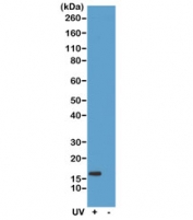 Phospho-Gamma H2AX (pSer139) Antibody HeLa WB. Western blot analysis of acid-extracted proteins from human HeLa cells untreated (-) or treated (+) with ultraviolet (UV) radiation using phospho-H2AX antibody detecting H2AX phosphorylated at Ser139, clone RM224. A band is detected at approximately 15 kDa, consistent with the predicted molecular weight of histone H2AX. Signal intensity is increased in the UV-treated sample, consistent with induction of DNA damage and activation of the DNA damage response.