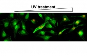 Phospho-Gamma H2AX Antibody HeLa IF. Immunofluorescence analysis of human HeLa cells stained with phospho-gamma H2AX antibody detecting H2AX phosphorylated at Ser139 (red), clone RM224. Nuclear punctate foci are observed and increase following UV treatment, consistent with induction of DNA double-strand breaks and activation of the DNA damage response. Actin filaments are labeled with fluorescein phalloidin (green), highlighting cell morphology.