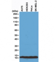 Histone H4 Antibody Human Sample WB. Western blot analysis of total histone H4 expression in whole cell lysates. Lane 1: A375 cells, Lane 2: HEK293 cells, Lane 3: HeLa cells, Lane 4: SK-MEL-2 cells. A band is detected at approximately 11 kDa, consistent with the predicted molecular weight of Histone H4 (HIST1H4). Uniform band intensity across cell lines reflects the ubiquitous expression of histone H4 as a core nucleosomal protein and chromatin structural component.