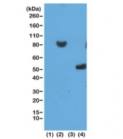 His Tag Antibody Human and E. coli WB. Western blot analysis was performed using recombinant His Tag Antibody clone RM146 at 0.2 ug/mL. Lane 1: untransfected human HEK293T cell lysate; lane 2: HEK293T cells transfected with a His-tag fusion protein X; lane 3: E. coli lysate lacking His-tagged protein Y; lane 4: E. coli lysate expressing His-tagged protein Y. Specific immunoreactive bands are detected only in the transfected HEK293T cells and the E. coli lysate expressing the His-tagged protein, while the negative controls show no detectable signal. These results demonstrate that this Polyhistidine Tag Antibody provides specific detection of His-tagged recombinant proteins expressed in both mammalian and bacterial systems.