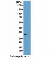 Western blot test of HeLa cell lysate, treated or untreated with anisomycin, using recombinant phospho-p38 antibody at 1:2000.