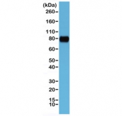 CD44 Antibody Extracellular Domain Human Cell Line WB. Western blot analysis of CD44 / CD44 antigen expression in human HeLa cell lysate using recombinant rabbit monoclonal antibody clone RM264 at 1:1000. A band is detected at approximately 80 kDa, consistent with the predicted molecular weight of CD44 (CD44 / CD44 antigen). CD44 is a glycosylated transmembrane protein, and while a band near the predicted molecular weight represents the core protein, higher apparent molecular weight forms may be observed in some cell types due to variable glycosylation of the extracellular domain. The observed band supports detection of CD44 extracellular domain-associated protein expression in human cells.