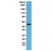 CK8 Antibody HeLa Western Blot. Western blot analysis of human HeLa cell lysate using recombinant CK8 Antibody (clone RM266) at a 1:1000 dilution demonstrates a distinct band at approximately 56 kDa, consistent with the expected molecular weight of Cytokeratin 8 (CK8/KRT8). Cytokeratin 8 is a type II intermediate filament protein widely expressed in simple epithelial cells and epithelial-derived malignancies, where it contributes to cytoskeletal organization, cellular integrity, and stress-response signaling. Detection of the expected molecular weight band supports expression of CK8 in HeLa cells and demonstrates the suitability of recombinant clone RM266 for western blot applications.