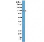 CD34 Antibody for WB. Western blot analysis of CD34 expression in mouse spleen lysate using clone RM300. Lane 1: mouse spleen tissue lysate. A band is detected at approximately 90-110 kDa, consistent with the predicted molecular weight of CD34 following extensive glycosylation. A weaker band near the lower range may correspond to less glycosylated or partially processed forms of the protein. The higher apparent molecular weight reflects known post-translational modification of CD34 as a heavily glycosylated cell surface protein, aligning with its expression in hematopoietic cell populations present in spleen tissue.