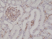 CD34 Antibody Kidney IHC. Immunohistochemistry testing of formalin fixed and paraffin embedded human kidney tissue with CD34 antibody at 1:200 dilution. HIER: steam section in pH6 citrate buffer for 20 min and allow to cool prior to staining.