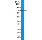 Western blot testing of human Raji cell lysate with recombinant CD10 antibody at 1:1:000. Routinely visualized at ~100 kDa.