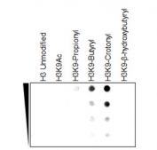 H3K9cr Antibody / HIST1H3A Crotonylation Chromatin Activation Antibody (clone RM339) specificity analysis. Peptide dot blot demonstrating selective recognition of HIST1H3A / Histone H3 Lys9 crotonylation (H3K9cr). Strong signal is observed exclusively with the K9 crotonylated peptide, while minimal to no reactivity is detected with unmodified H3, acetylated Lys9, propionylated, butyrylated, or beta-hydroxybutyrylated peptides, confirming high specificity for the crotonylated Lys9 modification and distinguishing it from other lysine acylation states.