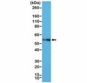 CD4 Antibody for WB. Western blot analysis of CD4 antibody in human Jurkat cell lysate. Lane 1: Jurkat cell lysate. A band is detected at approximately 50-55 kDa, consistent with the predicted molecular weight of CD4, with migration reflecting the glycosylated form of this membrane-associated receptor.